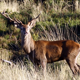 Bramar dos Veados - Sunset walk Gondramaz 