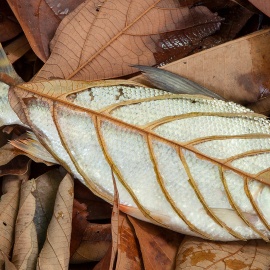 Vendo para crer, revendo para criar - workshop de fotografia