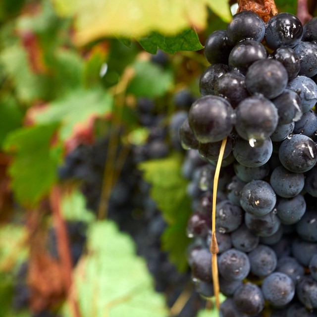 Quinta do Sobral - Solar