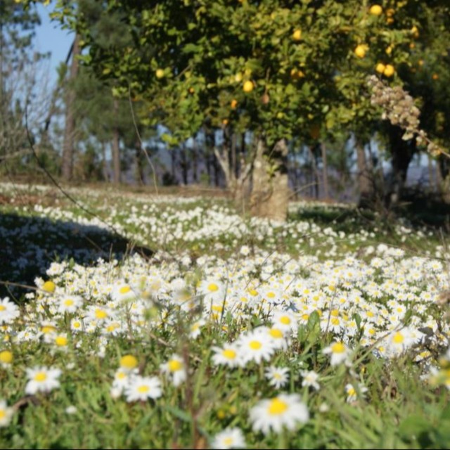 Casa de Santo Antão